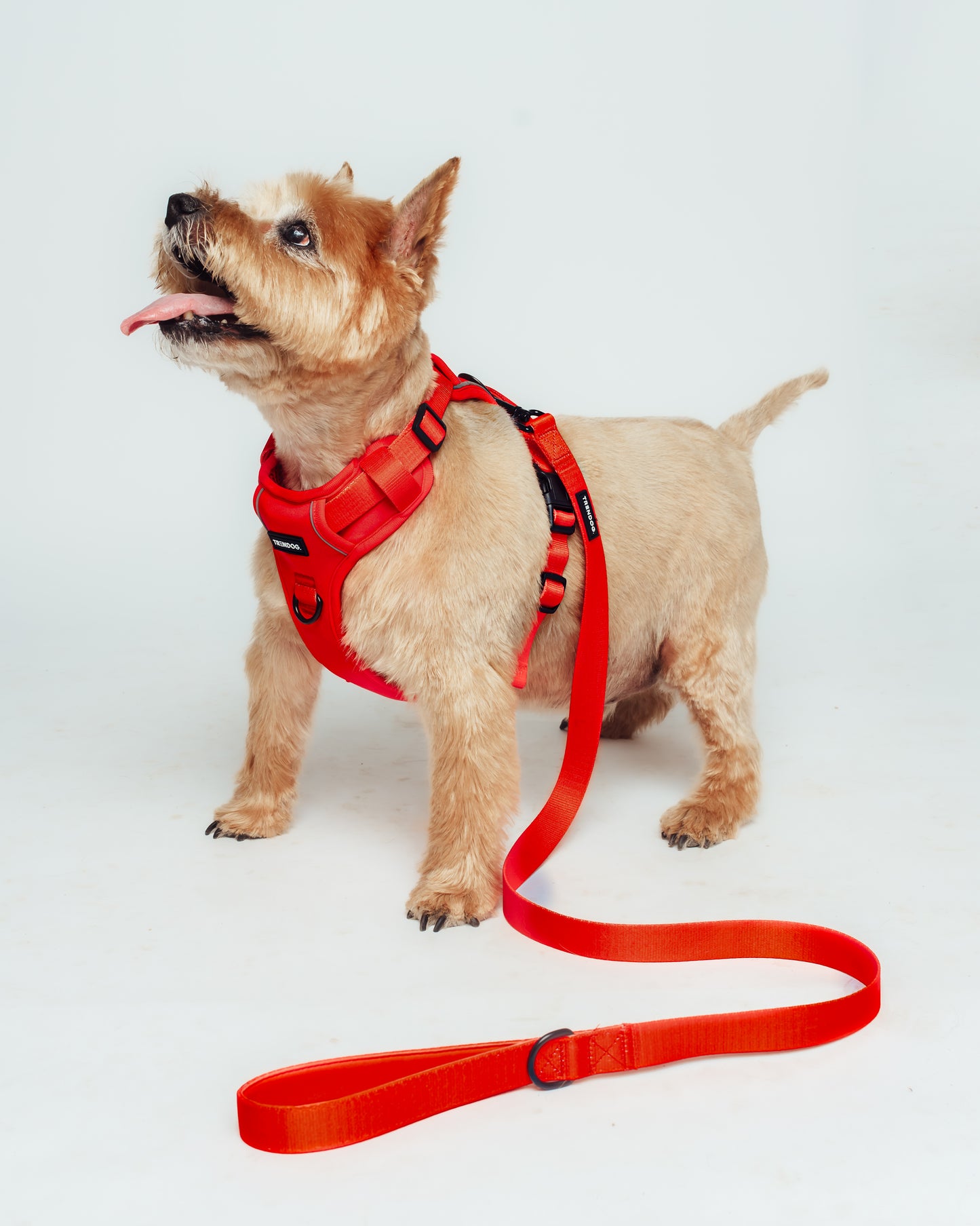 Firestorm Dog Hydro-Guard Lead | Waterproof & Durable