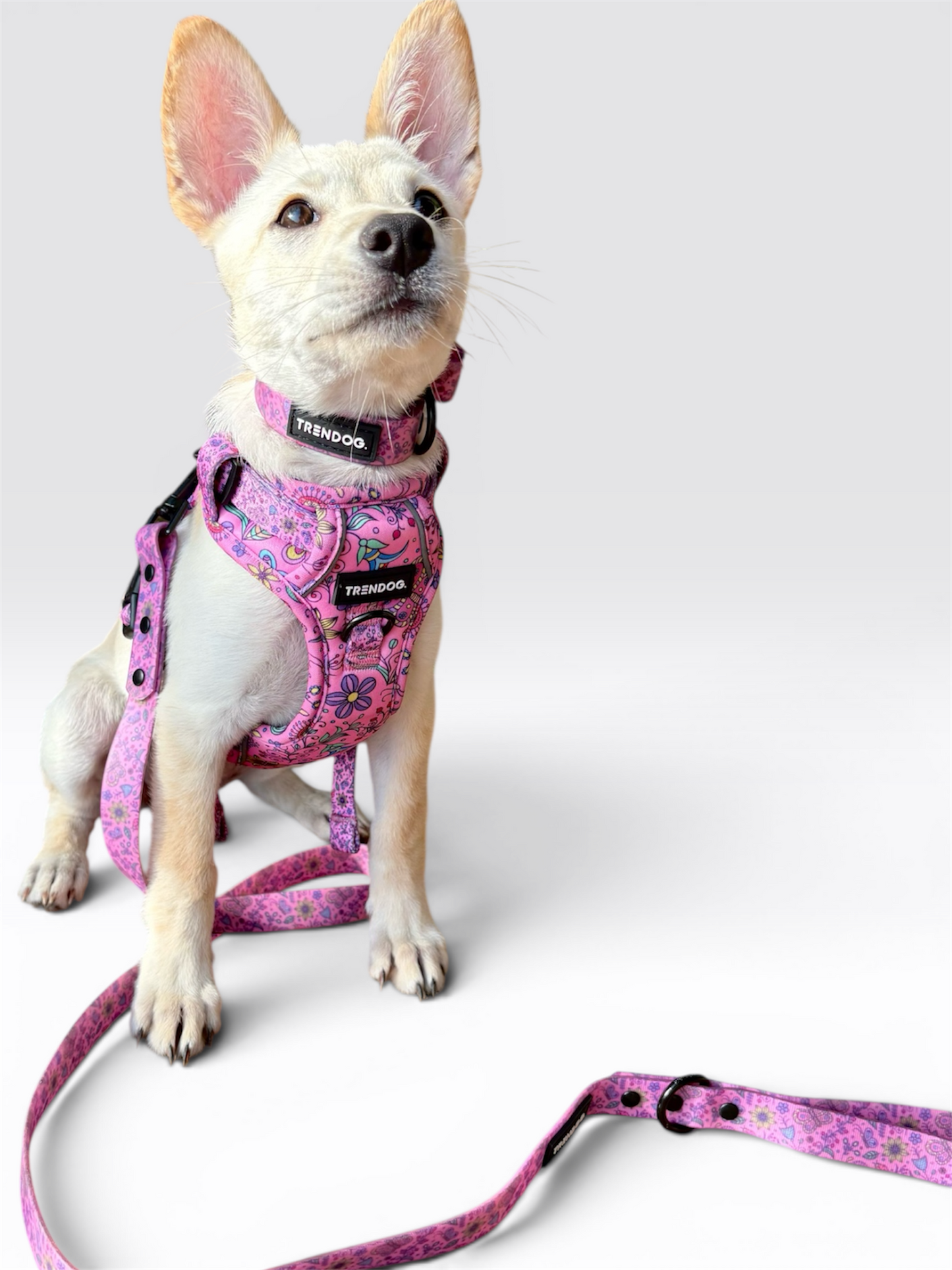 Sponsor a Collar