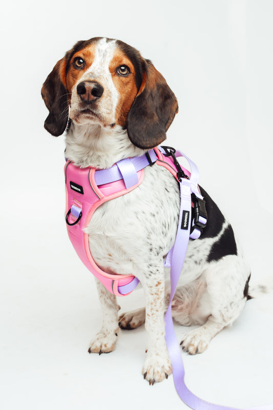 Lavender Blush Hydro-Guard Lead | Waterproof & Durable