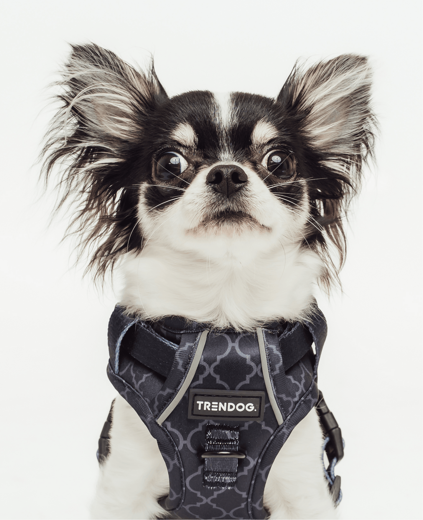 Black Out Blaze Adjustable Dog Harness | Stylish and Safe