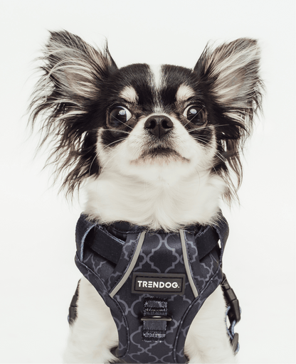 Black Out Blaze Adjustable Dog Harness | Stylish and Safe