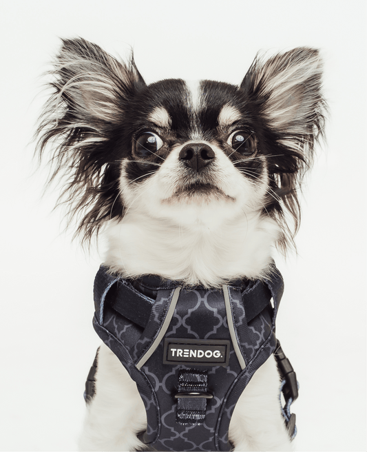 Black Out Blaze Adjustable Dog Harness | Stylish and Safe