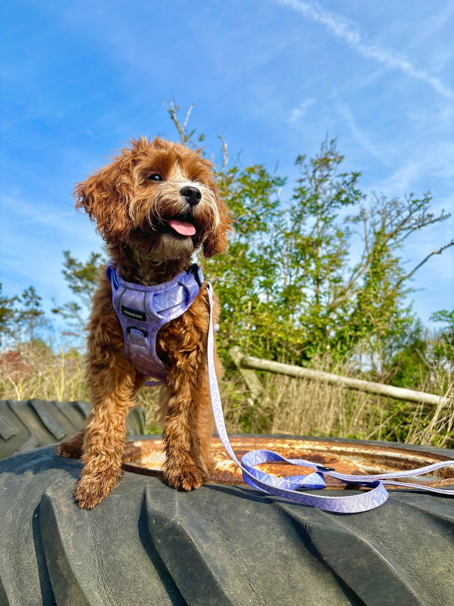 Birds of a Feather Hydro-Guard Lead | Waterproof & Durable