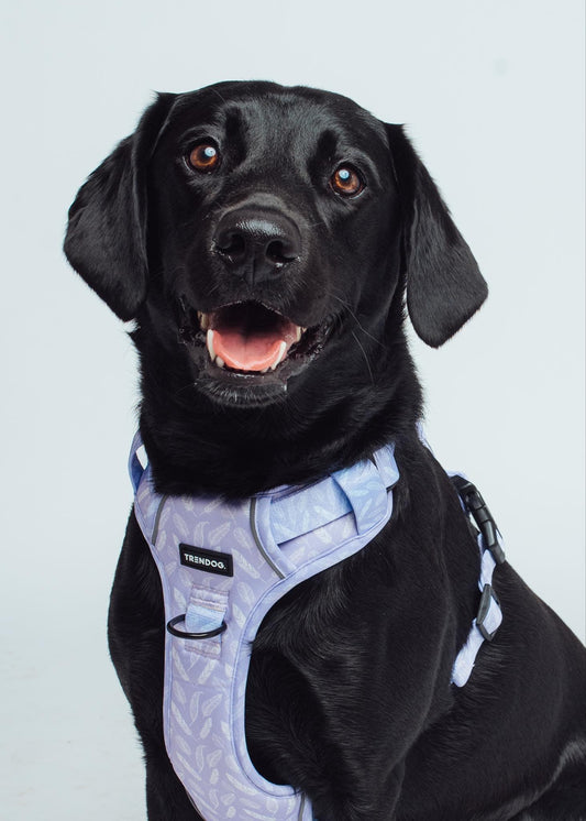 Birds of a Feather Adjustable Dog Harness | Stylish and Safe