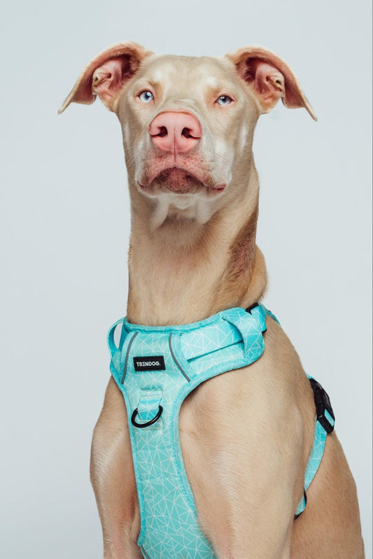 Aqua-Cadabra Adjustable Dog Harness | Stylish and Safe