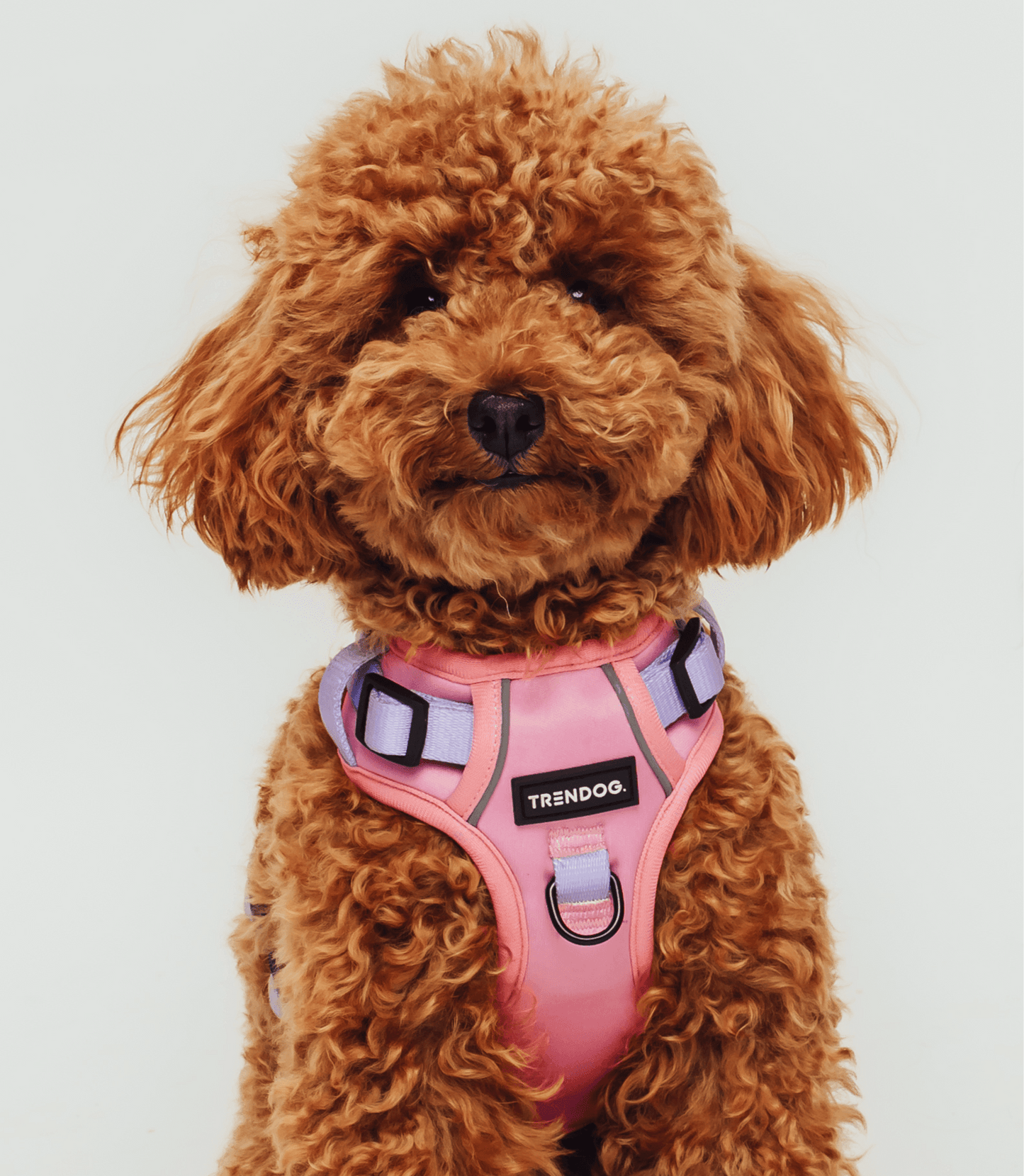 Lavender Blush Adjustable Dog Harness | Stylish and Safe