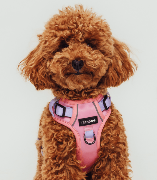 Lavender Blush Adjustable Dog Harness | Stylish and Safe